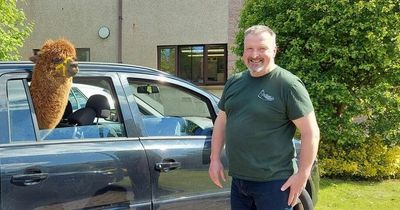 Scottish man house trains beloved alpaca after it was rejected by its mum