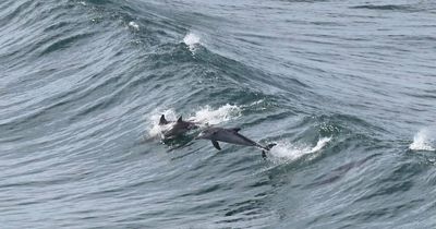 Clear skies and clean waters mean dolphins are out to play in time for whale watching season