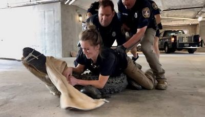 Law And Gatorder: Cops Grab Huge Alligator In City Car Park