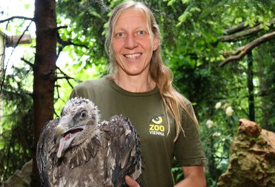 Flying The Nest: Adopted Vulture Chick Released Into The Wild