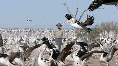 Pelicans flock in tens of thousands to Lake Wyara in outback Queensland to breed