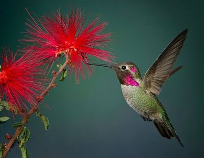 Can hummingbirds survive climate change? Scientists say it's complicated