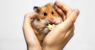 Monkeypox patients' pet hamsters and guinea pigs may have to be culled, experts warn