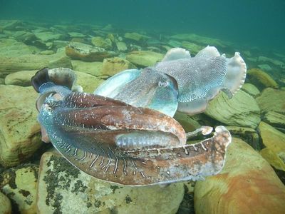 SA protects cuttlefish breeding ground