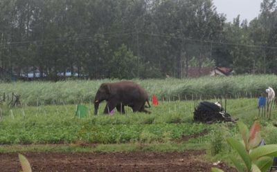 Tusker found dead in Karnataka, officials suspect elephant died of gunshots