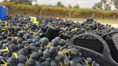 Coonawarra wineries hope Labor can repair lucrative markets lost amid China trade tension