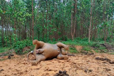 Sumatran elephant dies in Indonesia of suspected poisoning