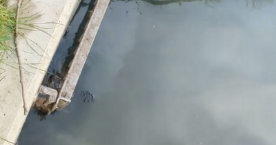 Glasgow's River Clyde polluted by raw sewage as video shared of filth flowing into water