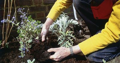 Warning over common plants in your garden that can cause severe allergic reactions