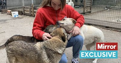 Ukraine vet in 'constant stress' as abandoned animals rise and families suffer