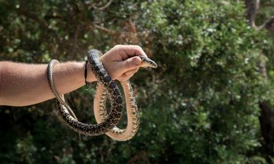 Lizards or snakes? The stark game of survival playing out in Ibiza