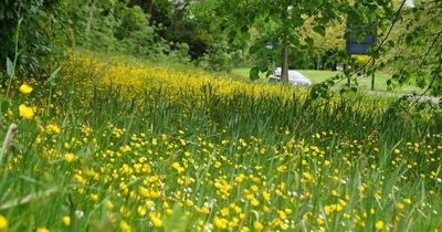 Lisburn grass verges looking "horrendous" after being left uncut, councillor says