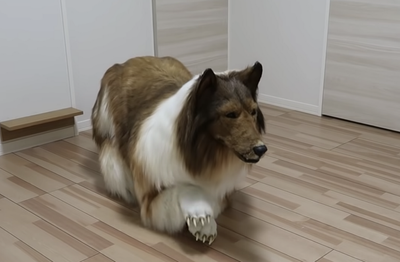 Japanese man spends £12,480 to look like a dog