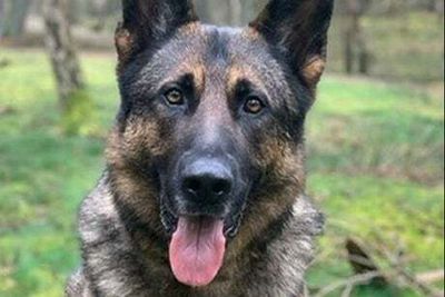 Police dog dies after chasing down moped thieves