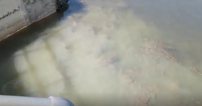 Shocking footage shows raw sewage running into River Clyde while kayaker passes nearby