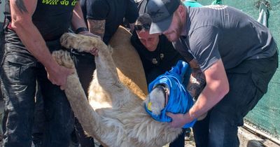 Starving lions found in abandoned Ukrainian zoo rescued by hero Brits in daring mission