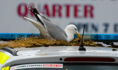 Under a nest: protected gulls roost on roof of Dorset police car