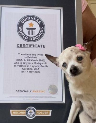 Pebbles, 22, unseats TobyKeith the chihuahua as world’s oldest dog