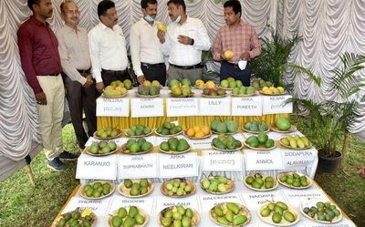 Mango mela inaugurated