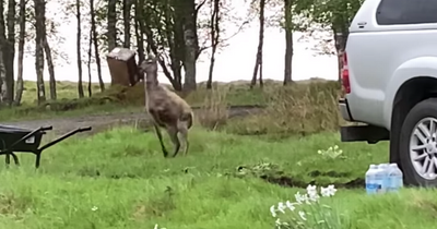 Scot captures deer playing with cardboard box in magical moment