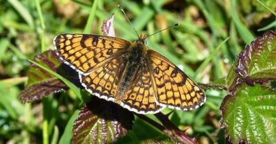 10 ways to save butterflies as numbers plummet due to pollution and climate change