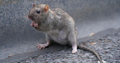 Pest expert warns of 150 million rats are running loose in the UK and some are 'the size of cats'
