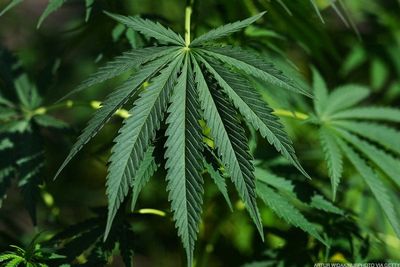 Aurora Cannabis Slashing Weed Capacity in Profitability Push