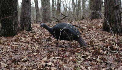 Illinois’ spring turkey harvest up slightly from 2021