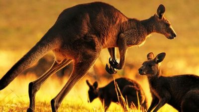 Kangaroo-mapping program helps western NSW farmers manage the native species