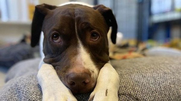 Pet refuges overrun as dog and cat owners forced to surrender beloved animals to rent properties