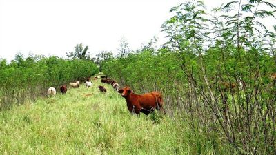 Leucaena, the cattle wonder crop and invasive weed that's choking creeks, adding to fire risk