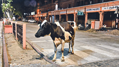 Jaipur: After 2 years, JMC-Greater to float tenders for catching cattle