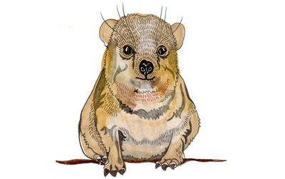 Which animals are related to the hyrax, and which have the most hearts? Try our kids’ quiz