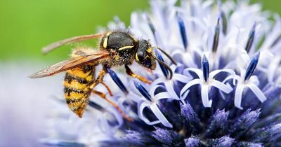 Expert shares wardrobe tip to keep wasps at bay - and it means ditching bright colours