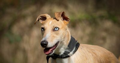 Blue-eyed lurcher Gino is desperate for a family but has had barely any interest