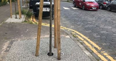 Edinburgh residents fume after plant havens dug up by council and filled with resin