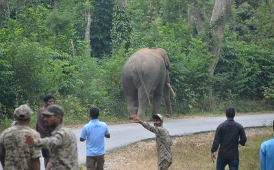 As elephants get near, people live in constant fear