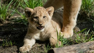 Lincoln Park Zoo introduces 10-week-old lion cub to public: ‘Oh my God, they’re here!’