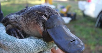 Platypus bill of health faces troubled waters