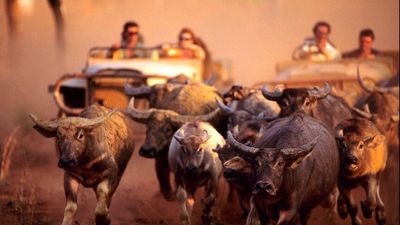 Photographer David Hancock's 30-year journey documenting Australia's wild buffalo