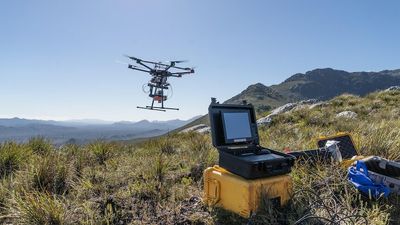 How drones are helping map Huon pines, Tasmania's ancient giant trees