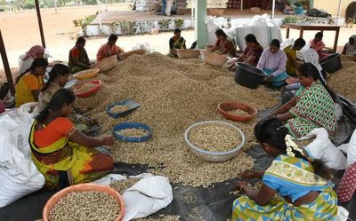 141 bags of groundnut seeds stolen from RBK in Andhra Pradesh, case filed against agriculture assistant