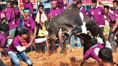 55 hurt in 3 jallikattu events in central Tamil Nadu