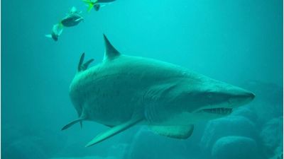 Grey nurse sharks 'thriving' at popular dive site but more research needed into critically endangered species
