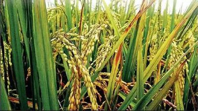 Telangana: Expedite paddy buying as unseasonal rains worrying farmers, says Congress