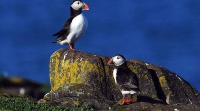 Decline in North Sea Puffins Causes Concern