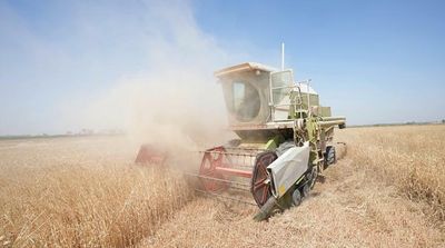 Severe Water Shortages Strain Wheat Harvest in Iraq