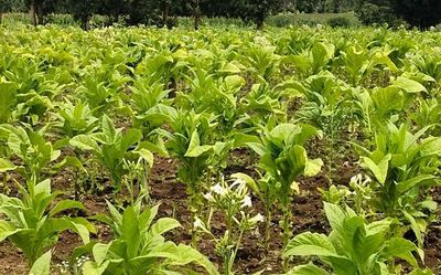 Cancer hospital’s initiative to help tobacco farmers grow alternative crops