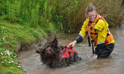 ‘You feel so light’: swimming dogs help emergency workers deal with trauma