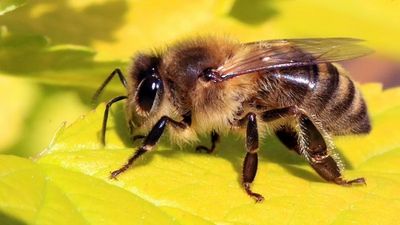 Honeybee health can be measured through DNA contained in honey: Study